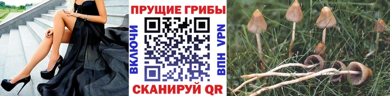 Купить где  Мостовской  Галлюциногенные грибы мицелий 